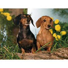 Load image into Gallery viewer, DIY 5D Diamond Painting Dog Animal Diamond Embroidery Cross Stitch Kit Dachshund Mosaic Full Round Drill Rhinestone Home Decor - SallyHomey Life's Beautiful