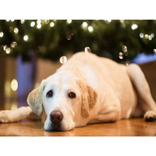 Load image into Gallery viewer, 5D DIY Diamond Painting Dog Diamond Embroidery Animal Mosaic Full Round Drill Cross Stitch Kits Rhinestone Picture Handmade Gift