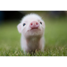 Load image into Gallery viewer, DIY 5D Diamond Painting Cross Stitch Animal Pig Diamond Embroidery Full Round Drill Mosaic Picture Rhinestone Home Decor Gift