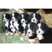 Load image into Gallery viewer, DIY 5D Diamond Painting Bernese Mountain Dog Diamond Embroidered Cross Stitch Kit Animal Mosaic Full Round Rhinestone Decor Home - SallyHomey Life's Beautiful