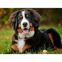 Load image into Gallery viewer, DIY 5D Diamond Painting Bernese Mountain Dog Diamond Embroidered Cross Stitch Kit Animal Mosaic Full Round Rhinestone Decor Home - SallyHomey Life's Beautiful