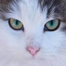 Load image into Gallery viewer, DIY 5D Diamond Painting Cat Eye Cross Stitch Diamond Embroidery Sale Animal Mosaic Rhinestones Full Drill Drill Handmade Decor - SallyHomey Life's Beautiful