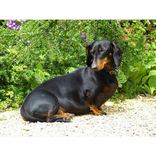 Load image into Gallery viewer, DIY 5D Diamond Painting Dog Animal Diamond Embroidery Cross Stitch Kit Dachshund Mosaic Full Round Drill Rhinestone Home Decor - SallyHomey Life's Beautiful