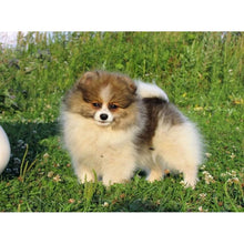 Load image into Gallery viewer, DIY 5D Diamond Painting Dog Diamond Embroidery Animal Cross Stitch Full Round Drill Rhinestone Picture Mosaic Manual Hobby Gift
