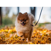 Load image into Gallery viewer, DIY 5D Diamond Painting Dog Animal Diamond Embroidery Cross Stitch Rhinestone Picture Mosaic Full Round Drill Manual Hobby Gift