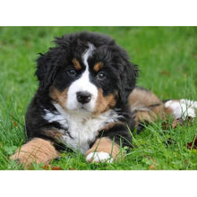 Load image into Gallery viewer, DIY 5D Diamond Painting Bernese Mountain Dog Diamond Embroidered Cross Stitch Kit Animal Mosaic Full Round Rhinestone Decor Home - SallyHomey Life's Beautiful