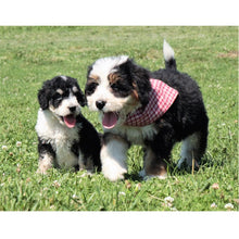 Load image into Gallery viewer, DIY 5D Diamond Painting Dog Cross Stitch Diamond Embroidery Sale Animal Mosaic Rhinestones Pictures Full Round Drill Home Decor
