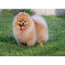 Load image into Gallery viewer, DIY 5D Diamond Painting Dog Diamond Embroidery Animal Cross Stitch Full Round Drill Rhinestone Picture Mosaic Manual Hobby Gift