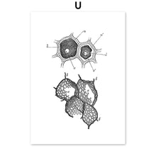 Load image into Gallery viewer, Black And White Brain Heart Skull kidney Anatomy Wall Art Canvas Painting Nordic Posters And Prints Wall Pictures Office Decor - SallyHomey Life's Beautiful