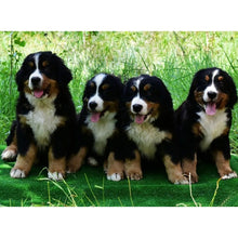 Load image into Gallery viewer, DIY 5D Diamond Painting Bernese Mountain Dog Diamond Embroidered Cross Stitch Kit Animal Mosaic Full Round Rhinestone Decor Home - SallyHomey Life's Beautiful