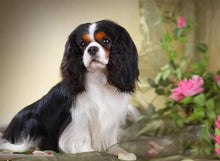 Load image into Gallery viewer, Diy Dog 5D Diamond Painting Cross Stitch Full Round Drill Diamond Embroidery Mosaic Rhinestone Handmade Gift Home Decor