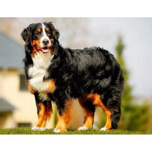 Load image into Gallery viewer, DIY 5D Diamond Painting Bernese Mountain Dog Cross Stitch Patterns Animal Mosaic Embroidery Puppy Kit Full Round Rhinestone Gift - SallyHomey Life's Beautiful
