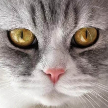 Load image into Gallery viewer, DIY 5D Diamond Painting Cat Face Animal Mosaic Diamond Embroidery Cross Stitch Full Round Rhinestone Art Wall Sticker Home Decor - SallyHomey Life's Beautiful