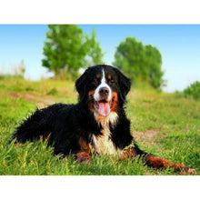 Load image into Gallery viewer, DIY 5D Diamond Painting Bernese Mountain Dog Diamond Embroidered Cross Stitch Kit Animal Mosaic Full Round Rhinestone Decor Home - SallyHomey Life's Beautiful