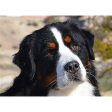 Load image into Gallery viewer, DIY 5D Diamond Painting Bernese Mountain Dog Diamond Embroidered Cross Stitch Kit Animal Mosaic Full Round Rhinestone Decor Home - SallyHomey Life's Beautiful