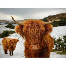 Load image into Gallery viewer, DIY 5D Diamond Painting Animal Highland Cow Diamond Embroidery Cross Stitch Craft Kit Full Round Rhinestone Mosaic Wall Sticker - SallyHomey Life's Beautiful