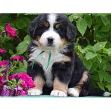 Load image into Gallery viewer, DIY 5D Diamond Painting Bernese Mountain Dog Diamond Embroidered Cross Stitch Kit Animal Mosaic Full Round Rhinestone Decor Home - SallyHomey Life's Beautiful