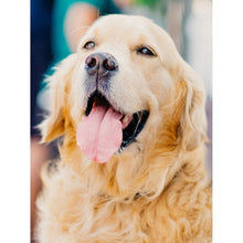 Load image into Gallery viewer, DIY 5D Diamond Painting Dog Animal Full Drill Round Diamond Embroidery Cross Stitch Kits Mosaic Rhinestones Art Wall Decor