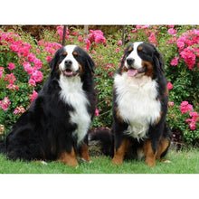 Load image into Gallery viewer, DIY 5D Diamond Painting Bernese Mountain Dog Diamond Embroidered Cross Stitch Kit Animal Mosaic Full Round Rhinestone Decor Home - SallyHomey Life's Beautiful