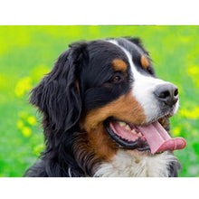 Load image into Gallery viewer, DIY 5D Diamond Painting Bernese Mountain Dog Diamond Embroidered Cross Stitch Kit Animal Mosaic Full Round Rhinestone Decor Home - SallyHomey Life's Beautiful