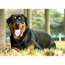 Load image into Gallery viewer, DIY 5D Diamond Painting Dog Mosaic Full Round Drill Cross Stitch Rottweiler Animal Diamond Embroidery Rhinestones Wall Sticker - SallyHomey Life's Beautiful