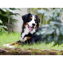 Load image into Gallery viewer, DIY 5D Diamond Painting Bernese Mountain Dog Diamond Embroidered Cross Stitch Kit Animal Mosaic Full Round Rhinestone Decor Home - SallyHomey Life's Beautiful