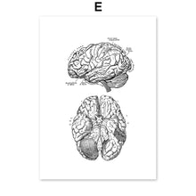 Load image into Gallery viewer, Black And White Brain Heart Skull kidney Anatomy Wall Art Canvas Painting Nordic Posters And Prints Wall Pictures Office Decor - SallyHomey Life's Beautiful