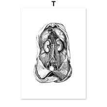 Load image into Gallery viewer, Black And White Brain Heart Skull kidney Anatomy Wall Art Canvas Painting Nordic Posters And Prints Wall Pictures Office Decor - SallyHomey Life's Beautiful