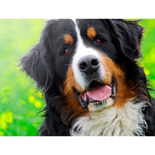 Load image into Gallery viewer, DIY 5D Diamond Painting Bernese Mountain Dog Diamond Embroidered Cross Stitch Kit Animal Mosaic Full Round Rhinestone Decor Home - SallyHomey Life's Beautiful