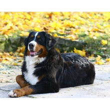 Load image into Gallery viewer, DIY 5D Diamond Painting Bernese Mountain Dog Diamond Embroidered Cross Stitch Kit Animal Mosaic Full Round Rhinestone Decor Home - SallyHomey Life's Beautiful