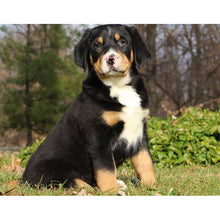 Load image into Gallery viewer, DIY 5D Diamond Painting Bernese Mountain Dog Diamond Embroidered Cross Stitch Kit Animal Mosaic Full Round Rhinestone Decor Home - SallyHomey Life's Beautiful
