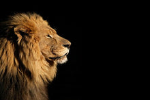 Load image into Gallery viewer, Animals Posters and Prints Wall Art Canvas Painting Lions Pictures Home Decoration for Living Room Wall Frameless Gifts - SallyHomey Life's Beautiful