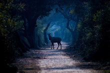 Load image into Gallery viewer, Modern Animals Posters and Prints Wall Art Canvas Painting Deer and Bears in the Woods Pictures for Living Room Wall Home Decor - SallyHomey Life's Beautiful