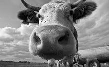 Load image into Gallery viewer, Modern Animal Posters and Prints Wall Art Canvas Painting Cow Wall Decorative Pictures for Living Room Home Decor No Frame - SallyHomey Life's Beautiful