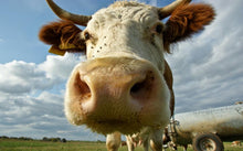 Load image into Gallery viewer, Modern Animal Posters and Prints Wall Art Canvas Painting Cow Wall Decorative Pictures for Living Room Home Decor No Frame - SallyHomey Life's Beautiful