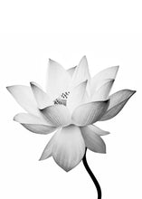 Load image into Gallery viewer, Nature Lotus Flower Bud Wall Art Canvas Painting Nordic Posters And Prints Black White Wall Pictures For Living Room Home Decor - SallyHomey Life's Beautiful