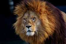 Load image into Gallery viewer, Modern Animals Posters and Prints Wall Art Canvas Painting Panda Lion Leopard Deer Tiger Horse Pictures for Living Room Decor - SallyHomey Life's Beautiful