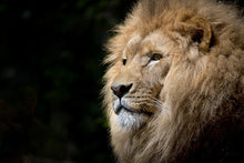 Load image into Gallery viewer, Animals Posters and Prints Wall Art Canvas Painting Lions Pictures Home Decoration for Living Room Wall Frameless Gifts - SallyHomey Life's Beautiful