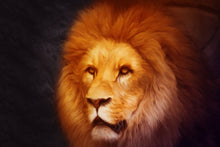 Load image into Gallery viewer, Animals Posters and Prints Wall Art Canvas Painting Lions Pictures Home Decoration for Living Room Wall Frameless Gifts - SallyHomey Life's Beautiful