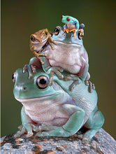 Load image into Gallery viewer, Modern Animals Posters HD Printed on Canvas Wall Art Canvas Painting Cute Frogs Decorative Pictures for Kids Room Decor Gifts - SallyHomey Life's Beautiful