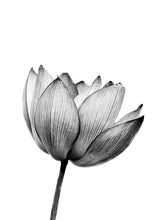 Load image into Gallery viewer, Nature Lotus Flower Bud Wall Art Canvas Painting Nordic Posters And Prints Black White Wall Pictures For Living Room Home Decor - SallyHomey Life's Beautiful