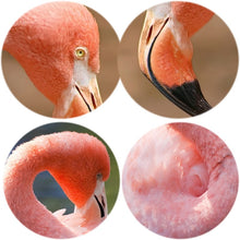Load image into Gallery viewer, Animals Posters and Prints Wall Art Canvas Painting Beautiful Flamingos Decorative Pictures for Living Room Home Decor No Frame - SallyHomey Life's Beautiful