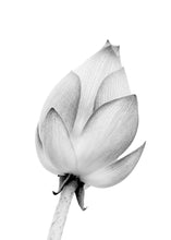 Load image into Gallery viewer, Nature Lotus Flower Bud Wall Art Canvas Painting Nordic Posters And Prints Black White Wall Pictures For Living Room Home Decor - SallyHomey Life's Beautiful