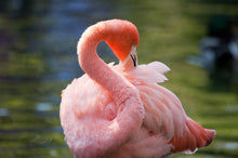 Load image into Gallery viewer, Animals Posters and Prints Wall Art Canvas Painting Beautiful Flamingos Decorative Pictures for Living Room Home Decor No Frame - SallyHomey Life's Beautiful
