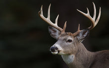 Load image into Gallery viewer, Modern Animals Posters and Prints Wall Art Canvas Painting Deer Pictures - SallyHomey Life's Beautiful