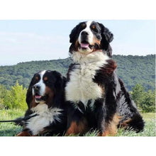 Load image into Gallery viewer, DIY 5D Diamond Painting Bernese Mountain Dog Diamond Embroidered Cross Stitch Kit Animal Mosaic Full Round Rhinestone Decor Home - SallyHomey Life's Beautiful