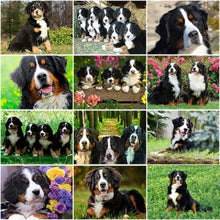 Load image into Gallery viewer, DIY 5D Diamond Painting Bernese Mountain Dog Cross Stitch Patterns Animal Mosaic Embroidery Puppy Kit Full Round Rhinestone Gift - SallyHomey Life's Beautiful