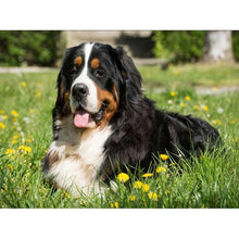 Load image into Gallery viewer, DIY 5D Diamond Painting Bernese Mountain Dog Diamond Embroidered Cross Stitch Kit Animal Mosaic Full Round Rhinestone Decor Home - SallyHomey Life's Beautiful