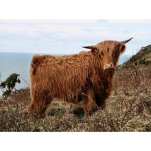 Load image into Gallery viewer, 5D DIY Diamond Painting Highland Cow Full Round Drill Rhinestone Diamond Embroidery Animal Mosaic Cross Stitch Kits Decor Home - SallyHomey Life's Beautiful