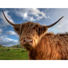 Load image into Gallery viewer, 5D DIY Diamond Painting Highland Cow Full Round Drill Rhinestone Diamond Embroidery Animal Mosaic Cross Stitch Kits Decor Home - SallyHomey Life's Beautiful